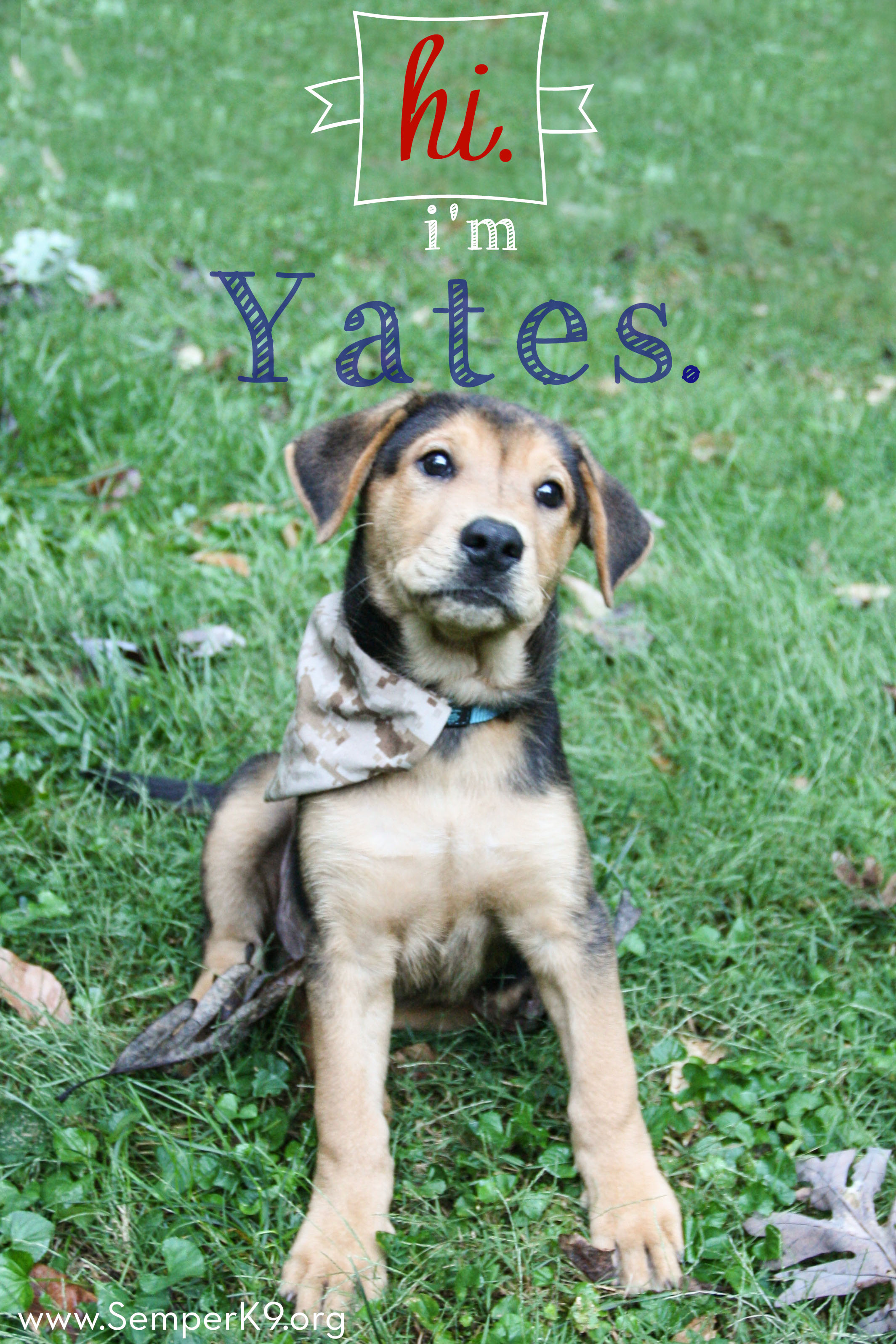 semper-k9s-yates-photo