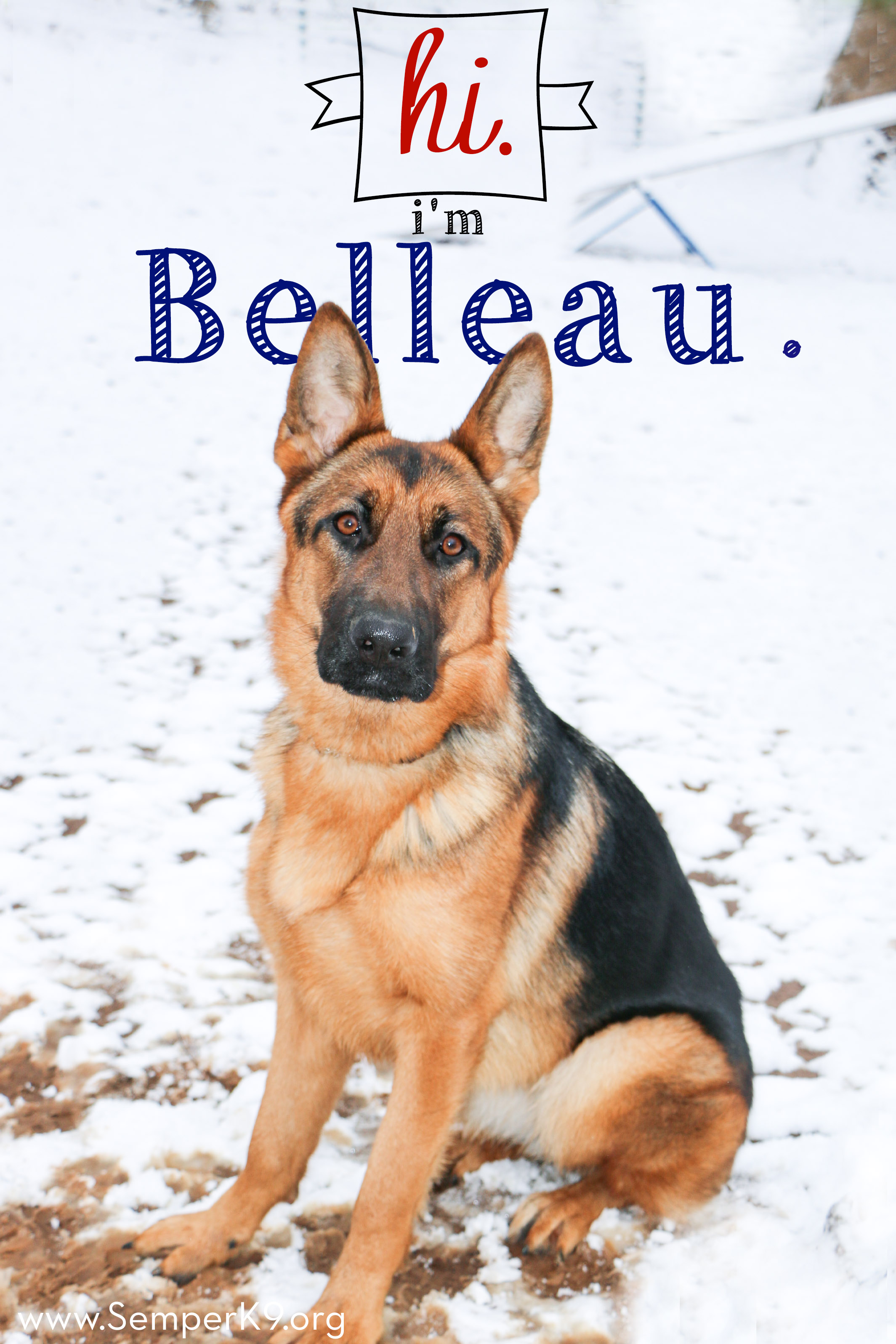 Semper K9s Belleau for web