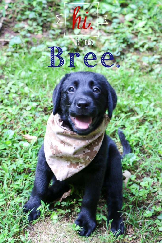 Semper K9s Bree