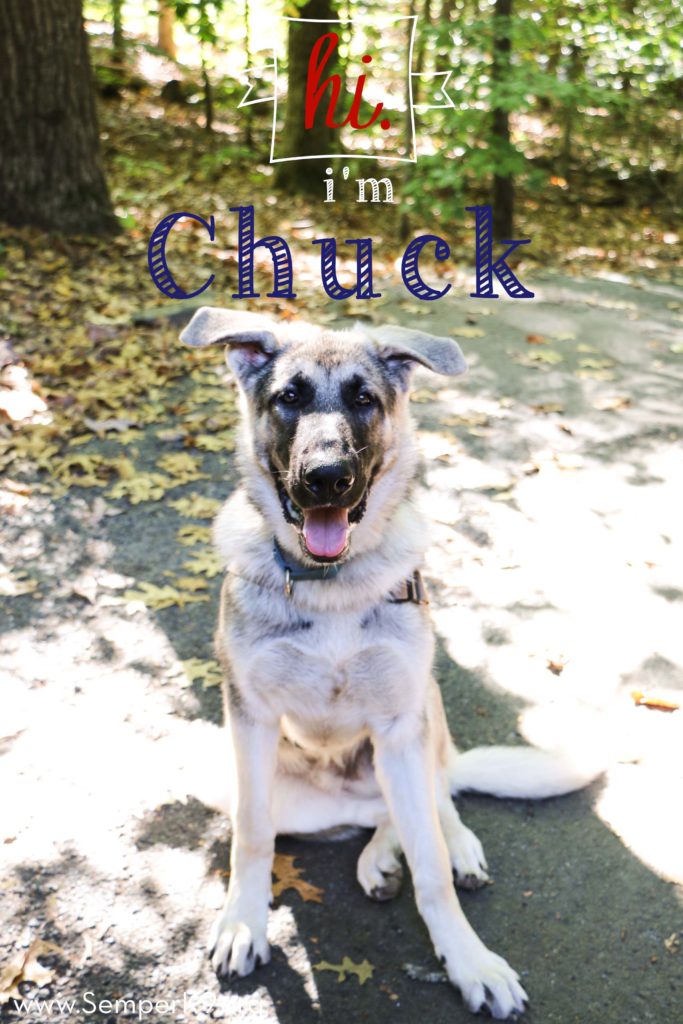 Semper K9s Chuck for Website