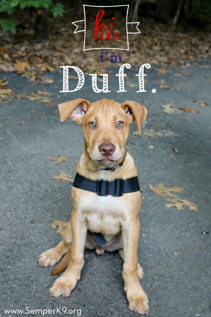 Semper K9s Duff web