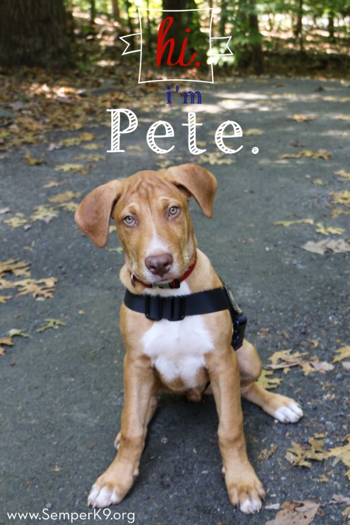 Semper K9s Pete Web