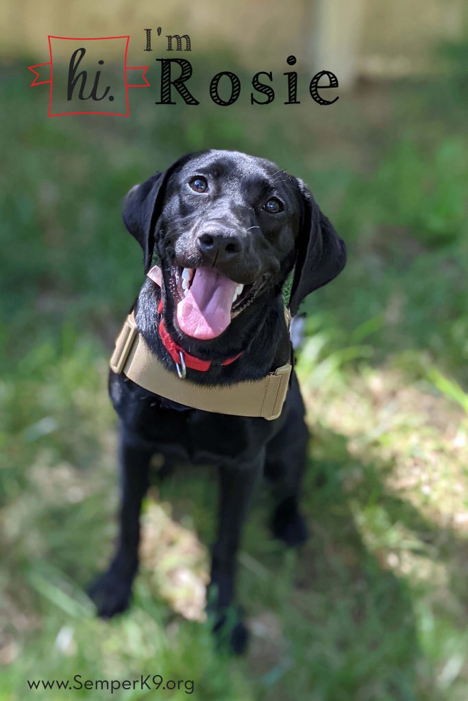Rosie - Semper K9 - Service Dogs for Veterans
